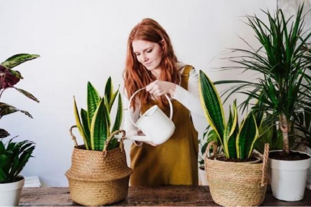 Impacto del Estrés en Plantas: Cómo Cuidar Especies Sensibles en Casa