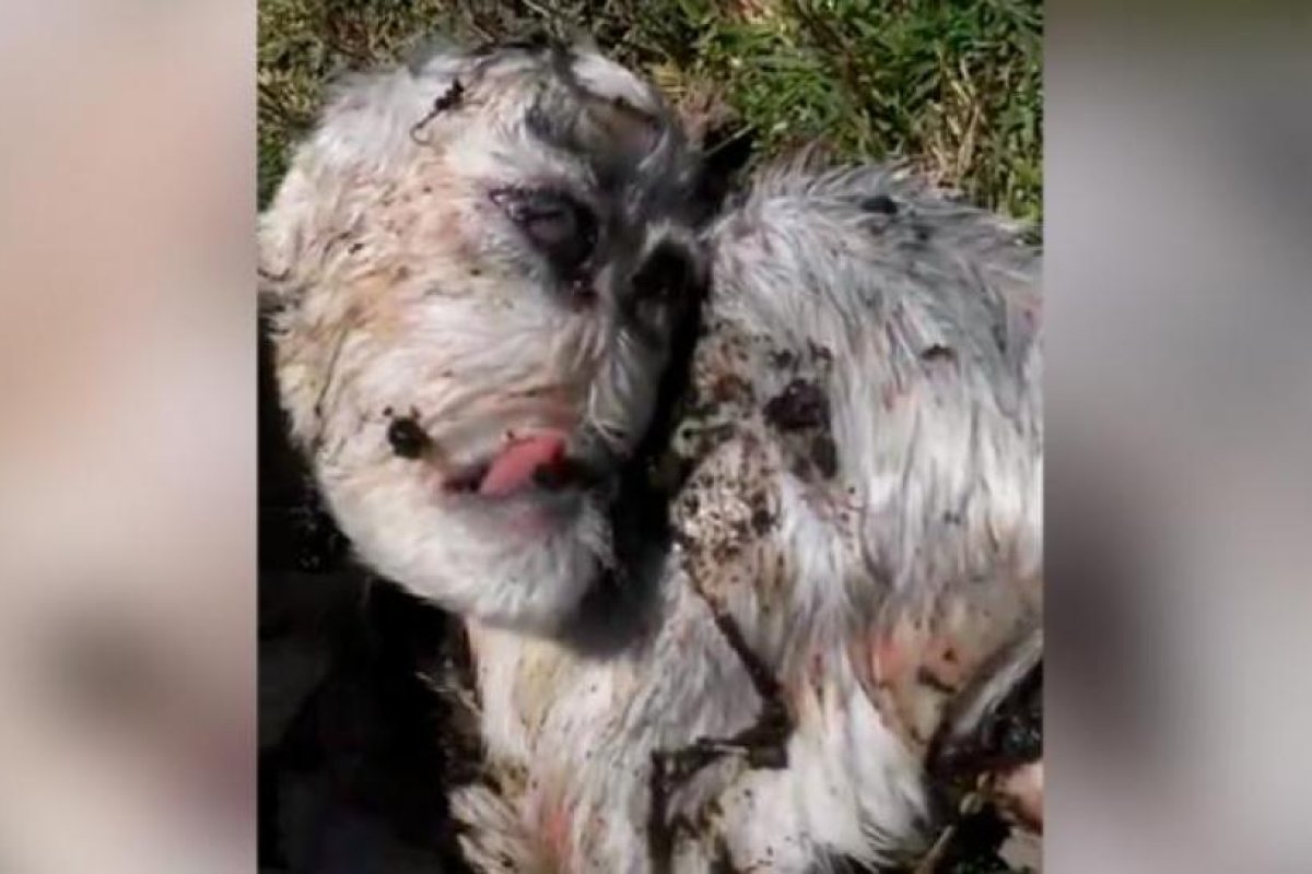 Conmoción por el nacimiento de un cabrito con rostro humano