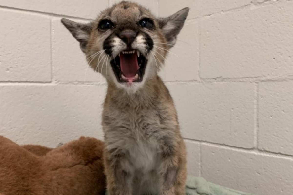 Una cachorra de puma "volvió a nacer" tras los incendios en California