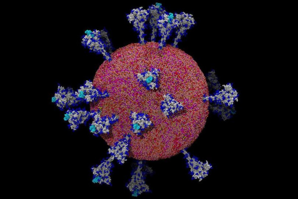 Imágenes detalladas de la estructura del SARS-CoV-2 ayudaron a entender cómo el virus ataca a las células (FOTOS)