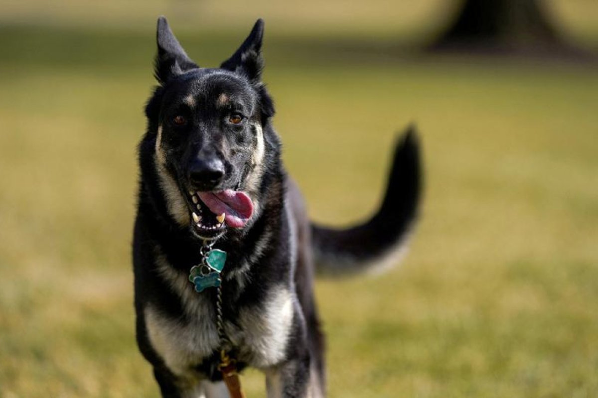 Un perro de Biden muerde a un segundo empleado de la Casa Blanca en un mes