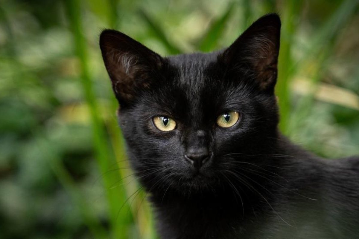 FOTO: Una gata desaparecida hace más de 2 años se reencuentra con su dueño tras ser hallada a unos 100 kilómetros de su casa