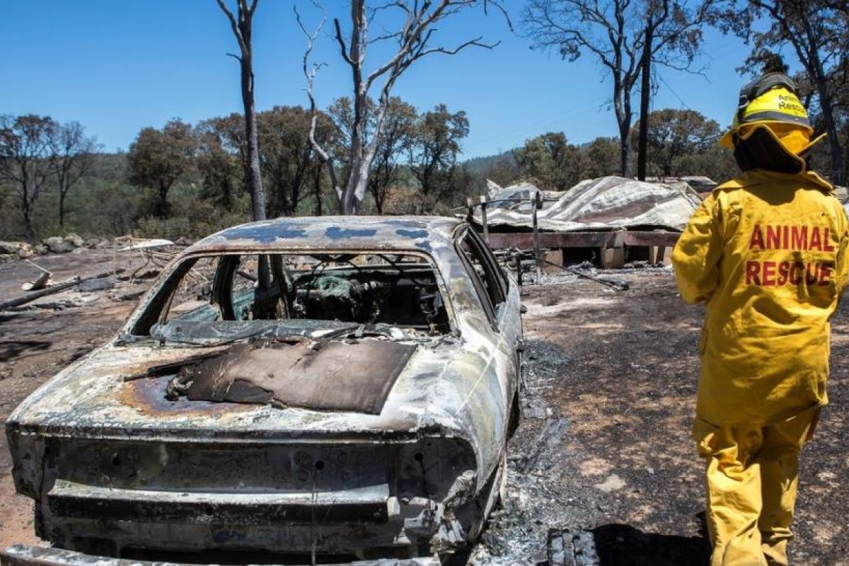 FOTOS: Una gatita bebé con peculiares orejas de Baby Yoda es rescatada de un incendio forestal
