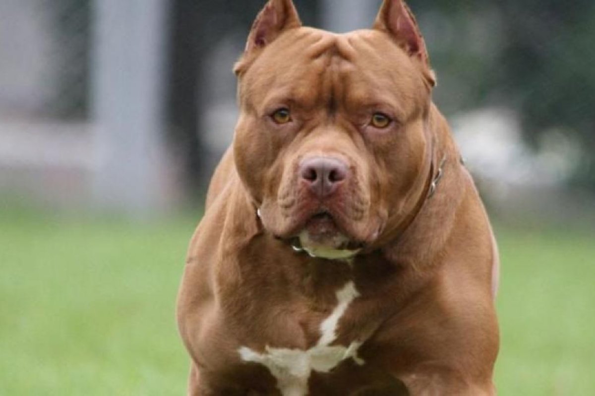 Barrio Cooperativa: Le realizaron 24 puntos de sutura a una niña atacada por un Pit Bull en la vía pública