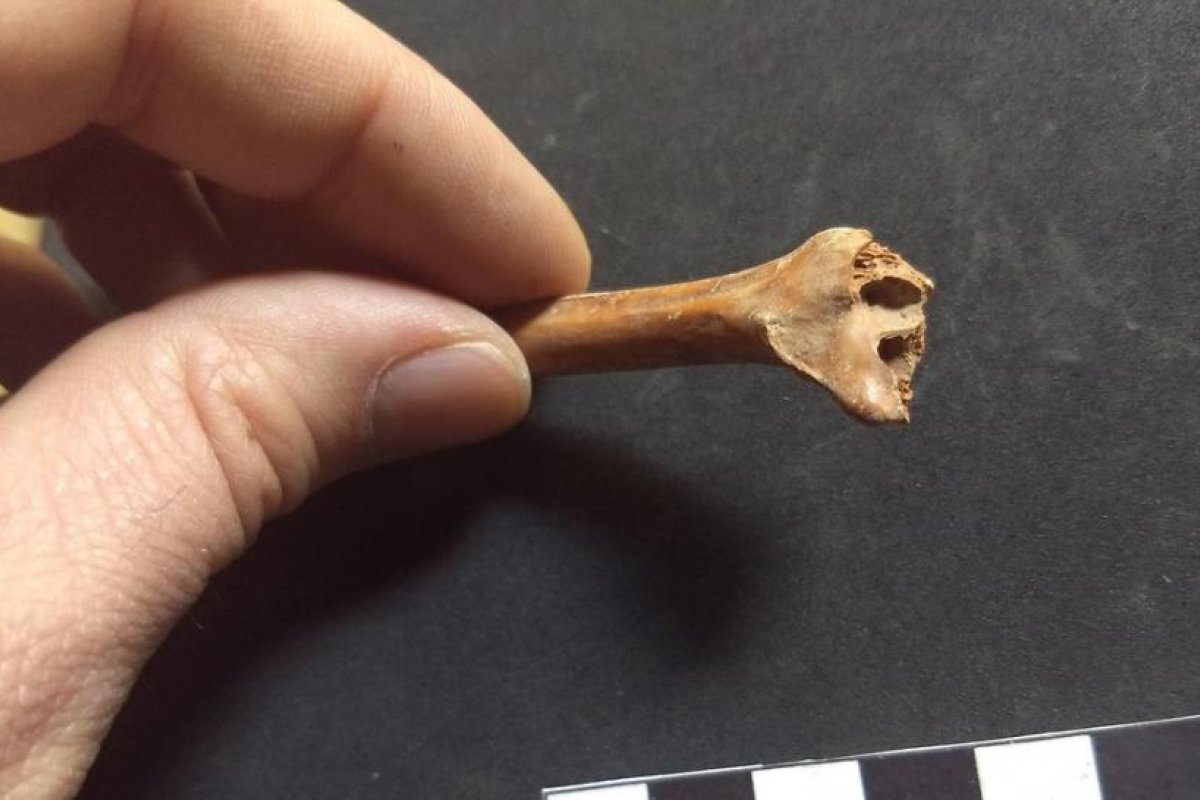 Los primeros humanos podrían haber habitado América del Norte 20.000 años antes de lo que se creía, según nuevas evidencias halladas en México