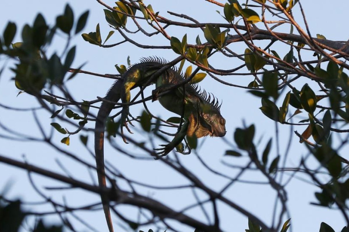 Una ola de frío azota Florida provocando que las iguanas se congelen y caigan de los árboles