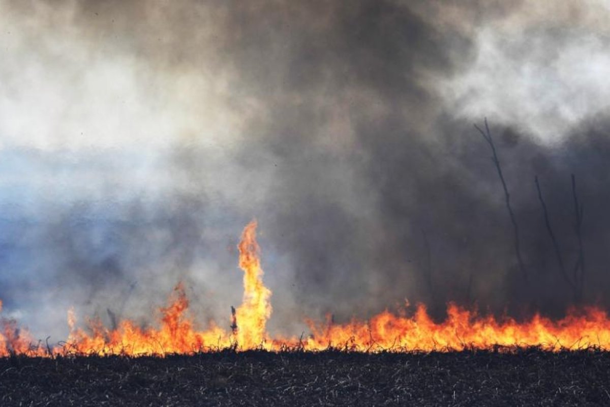 Kayakistas autoconvocados combaten el fuego en el Delta del Río Paraná