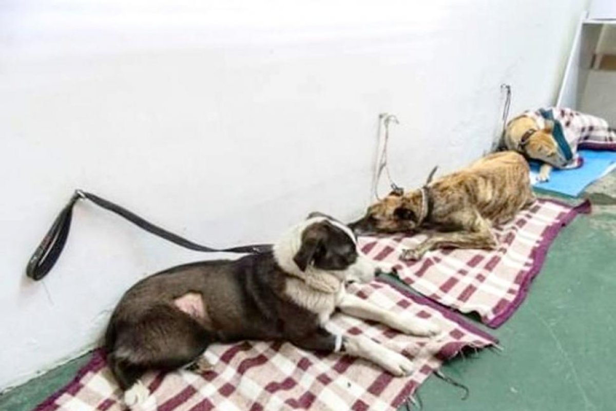 Realizan castración y vacunación de animales que viven en la calle