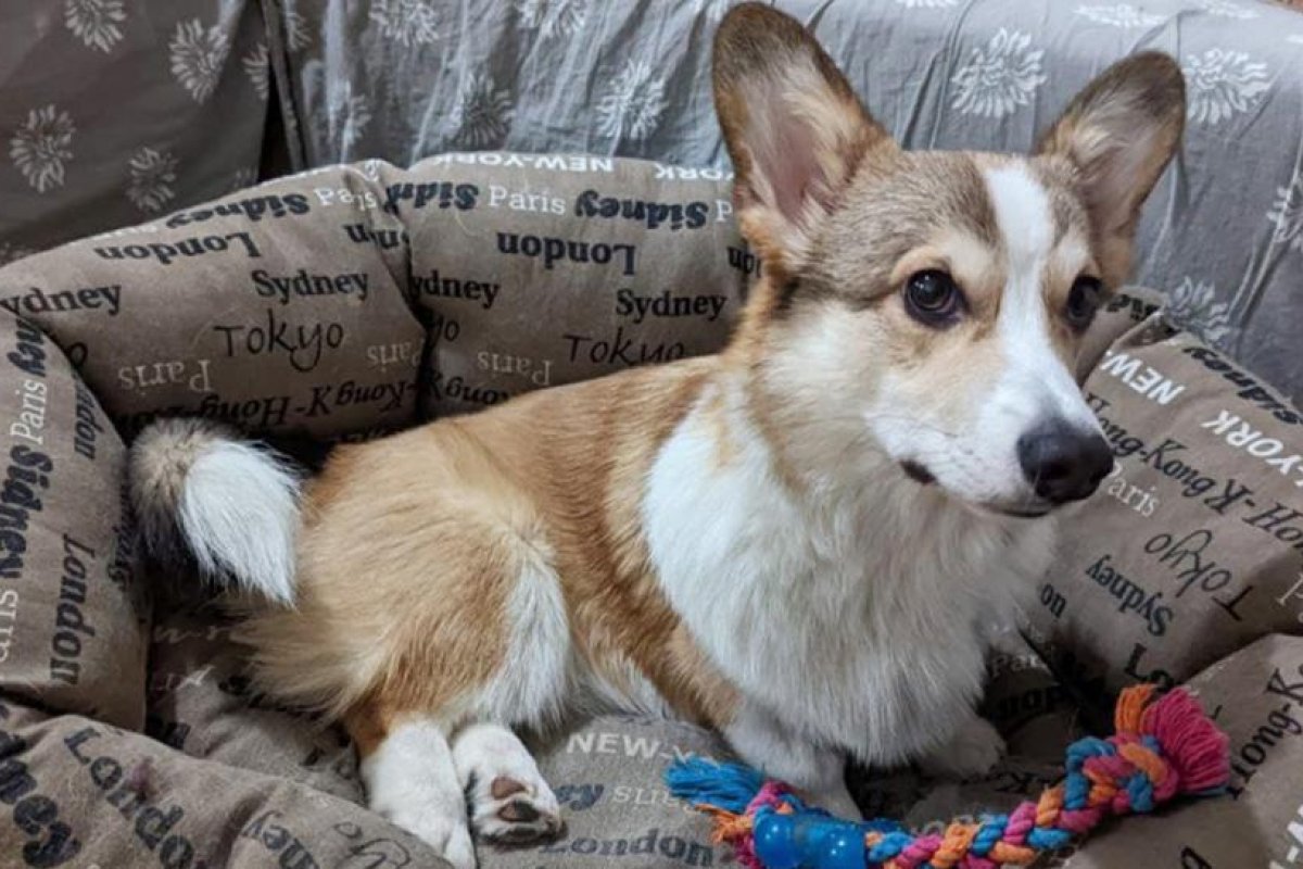 Un taxista de Moscú interrumpe su viaje con una pasajera para socorrer a un perro atropellado y llevarlo gratis hasta el veterinario