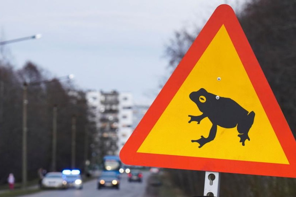 Cierran en la capital de Estonia una carretera para dar libre paso a ranas y sapos hacia sus áreas de cría