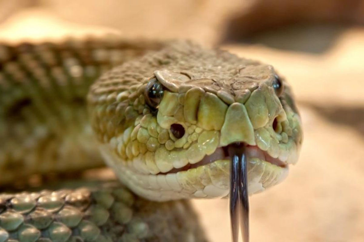 Un cazador de serpientes australiano descubre una 'fea sorpresa' en el techo de la casa de una familia y su foto horroriza a los usuarios de la Red