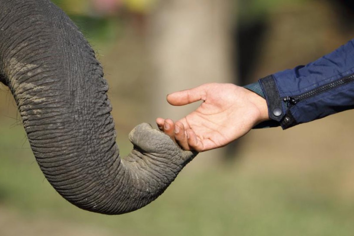 FOTO: El conmovedor instante en que un elefante reconoce y saluda al veterinario que le salvó la vida hace 12 años