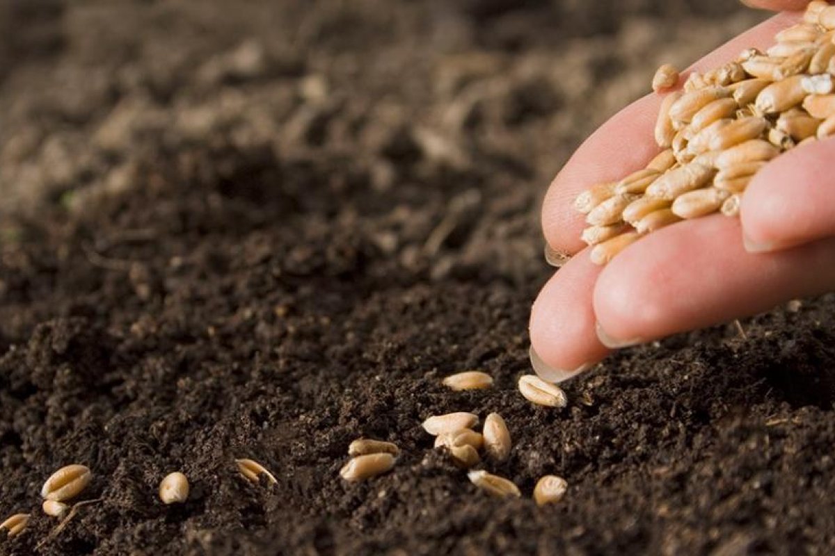 Investigadores de la Fauba y el Conicet desarrollan nanotecnologías para el agro