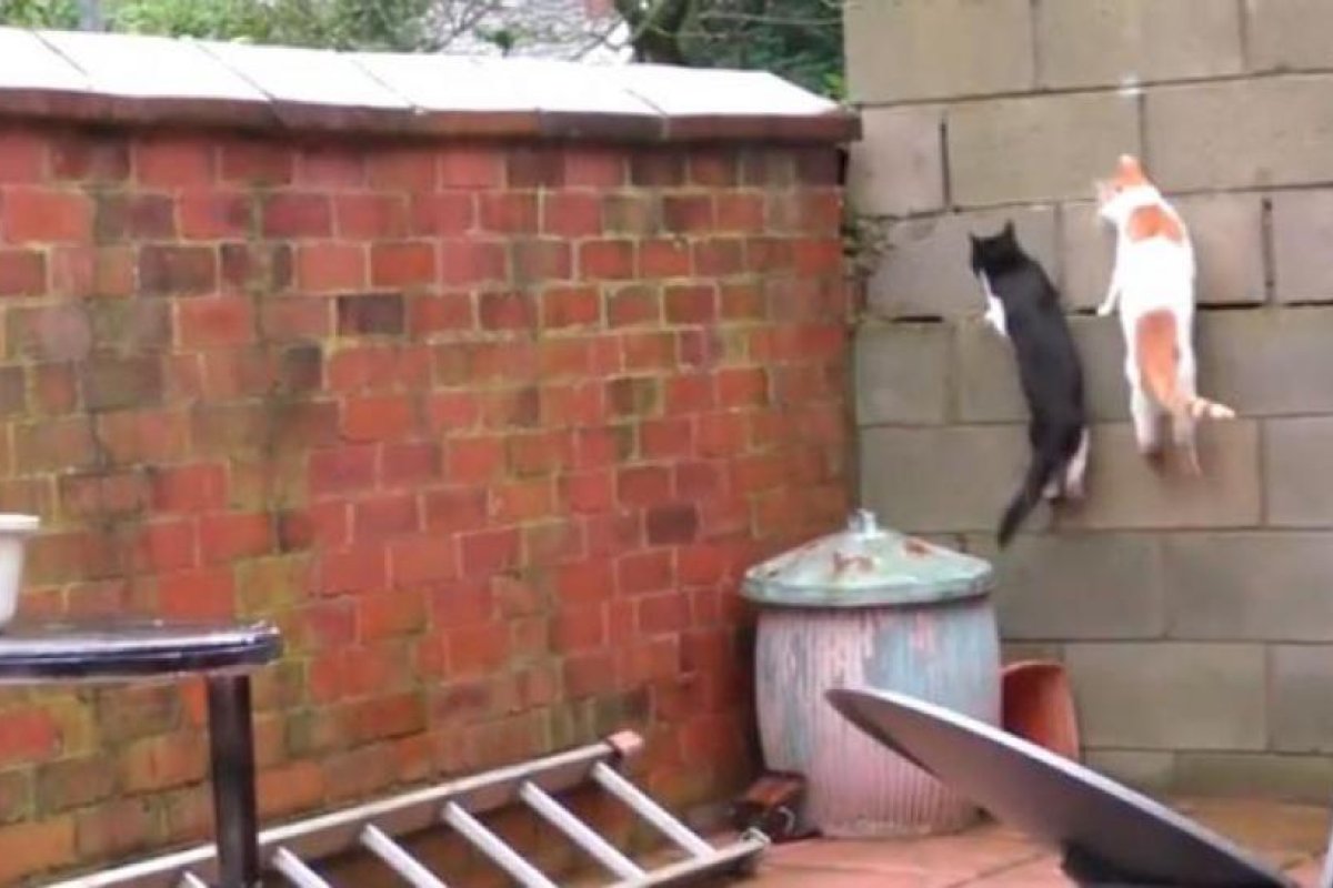 Dos gatos sorprenden con un 'parkour' impecablemente sincronizado