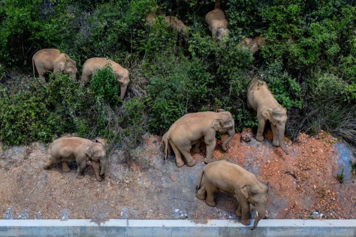 La manada de elefantes que vaga por China mantiene en alerta a la capital de Yunnan mientras continúa su travesía de casi 500 kilómetros