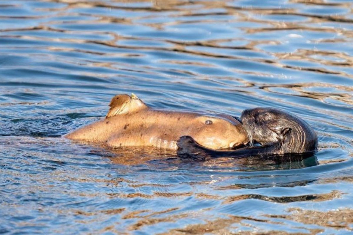 FOTO: Una nutria marina atrapa un tiburón con sus garras