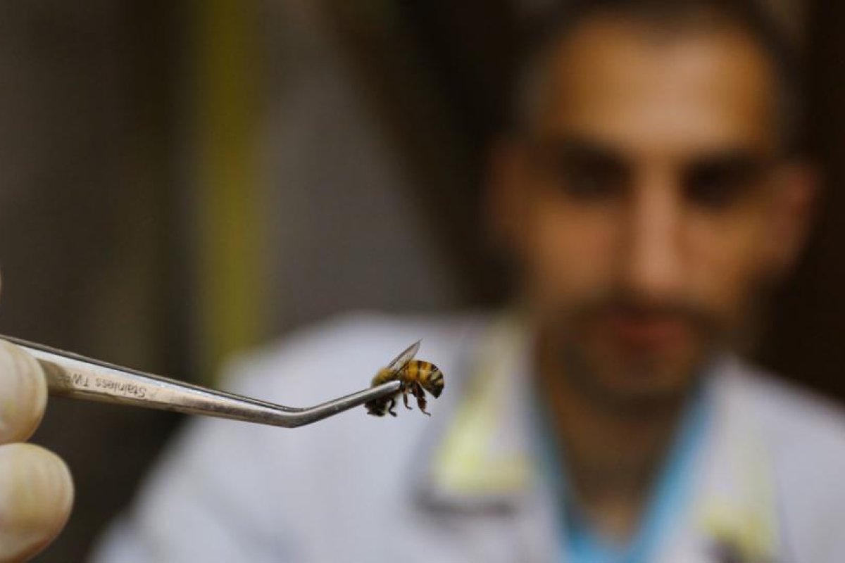 Médicos describen lo que sucede tras una picadura de abeja directo en el ojo (FOTO)