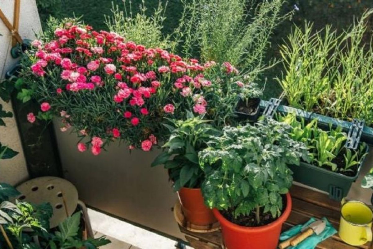 Geranios: la planta perfecta para el verano y el sol intenso
