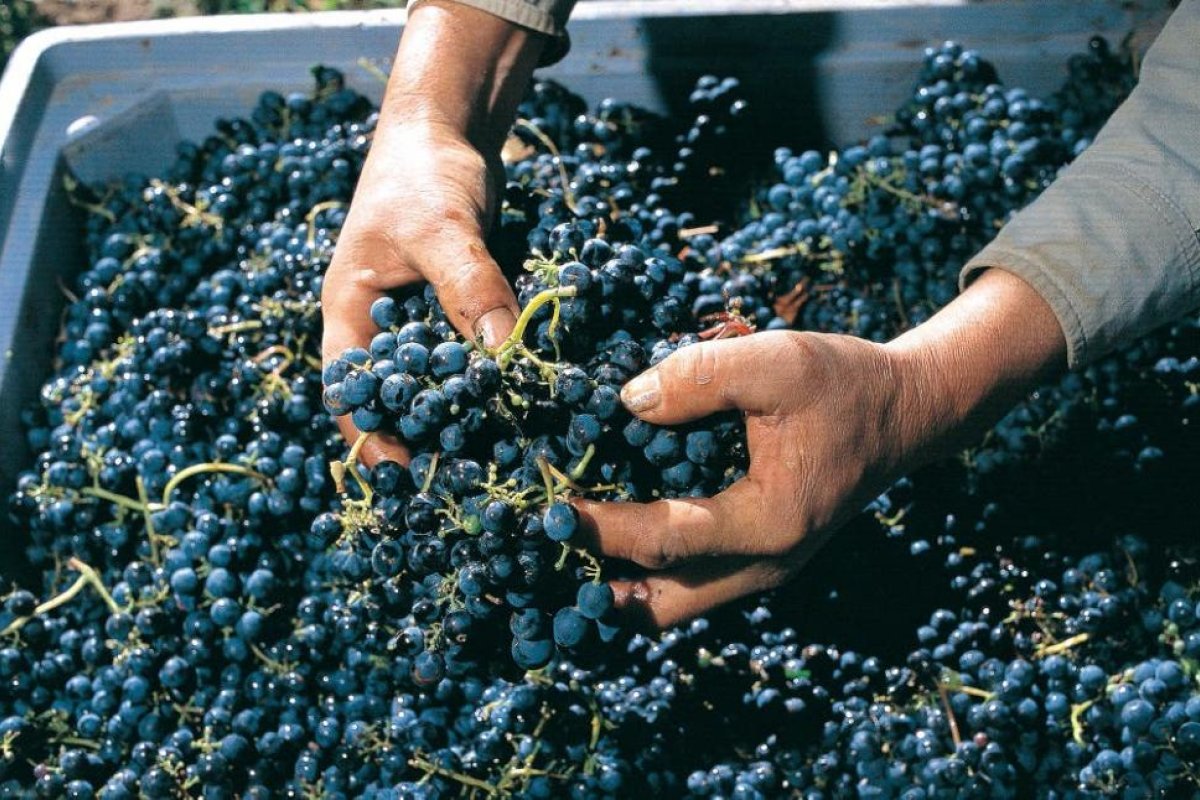 El vino argentino se suma al movimiento vegano