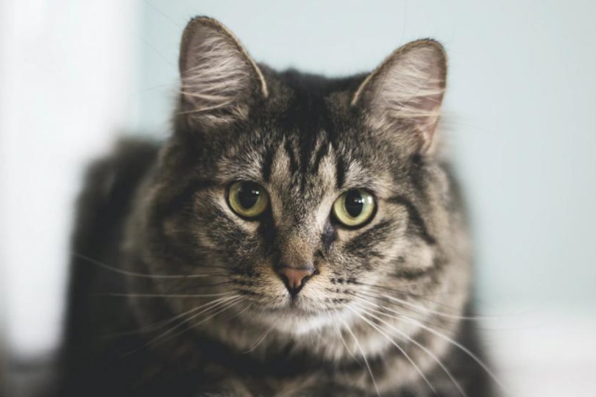 "La levanté y empezó a ronronear": un hombre se reúne con su gata 15 años después (FOTO)