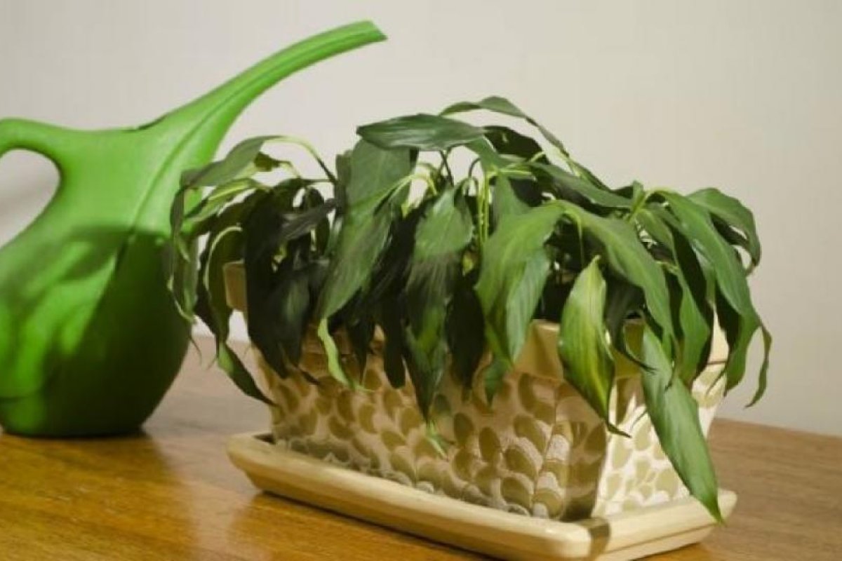 Guía técnica para revitalizar plantas marchitas según expertos en jardinería