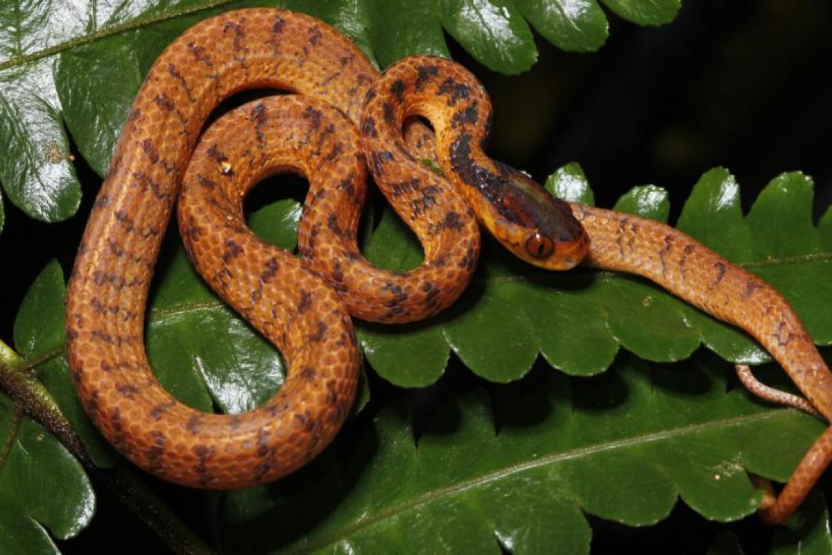 Encuentran más de 220 nuevas especies de animales y plantas en la región del Gran Mekong (FOTOS)