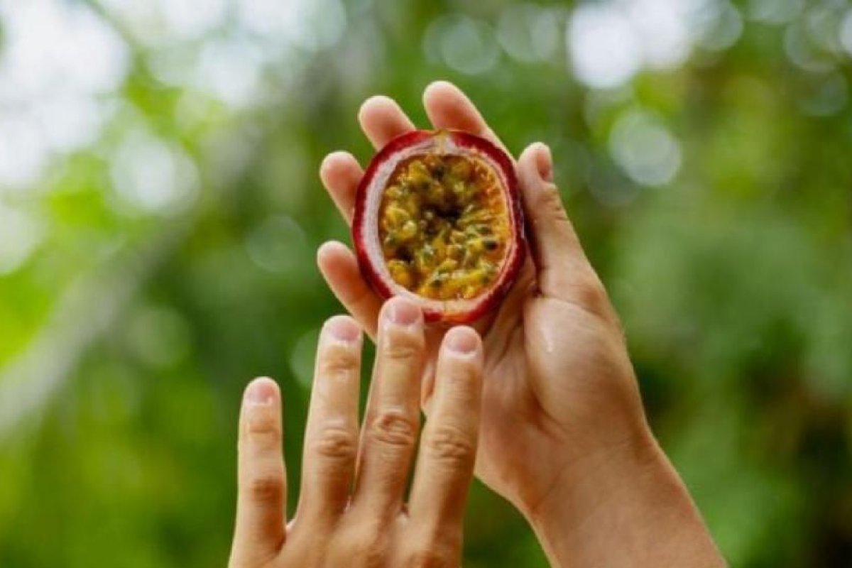 Maracuyá: La planta trepadora que produce un fruto exótico escaso