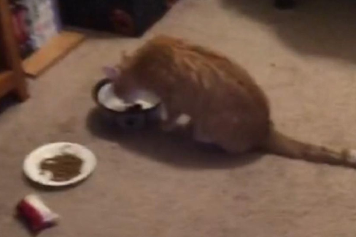 Un gato se las apaña para prepararse té con menta: aquí tienen su tutorial