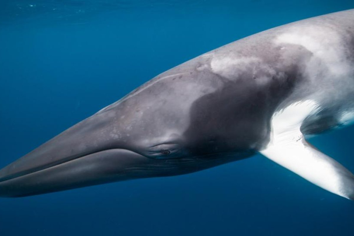 Científicos y ambientalistas condenan los planes de Noruega de realizar experimentos "traumáticos" en ballenas
