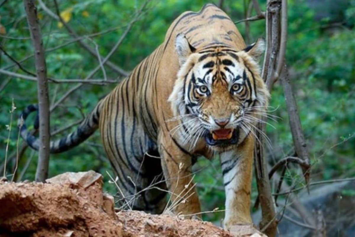 La exclusiva foto de uno de los ocho tigres negros que hay en el mundo