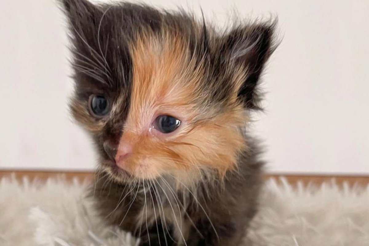 Descubren una rara gatita con el rostro perfectamente dividido en dos colores mientras remodelaban su nuevo hogar (FOTOS)