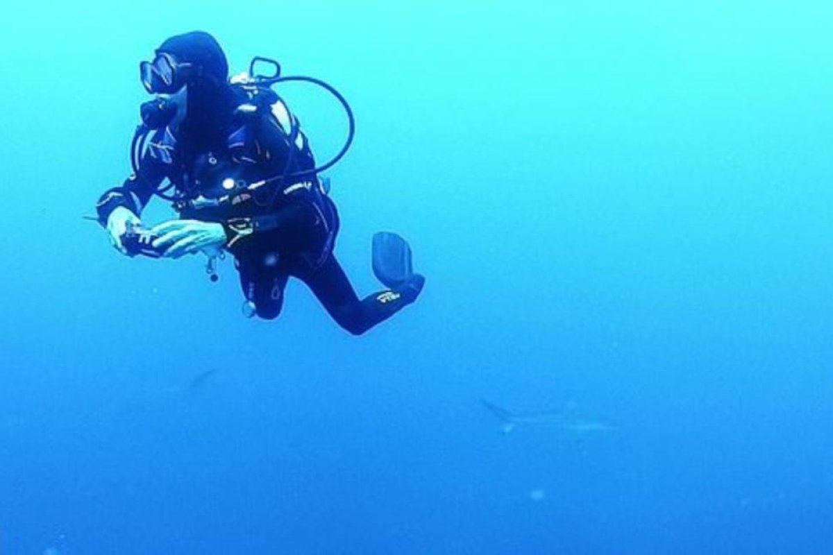 Un equipo de buzos chocó contra una "pared" formada por cientos de tiburones