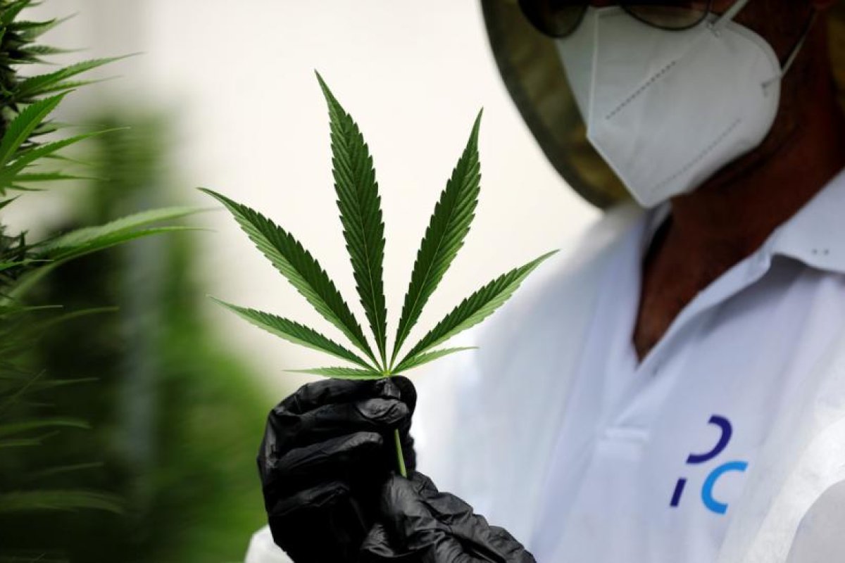 La Comisión de Estupefacientes de la ONU reconoce de manera oficial las propiedades terapéuticas del cannabis