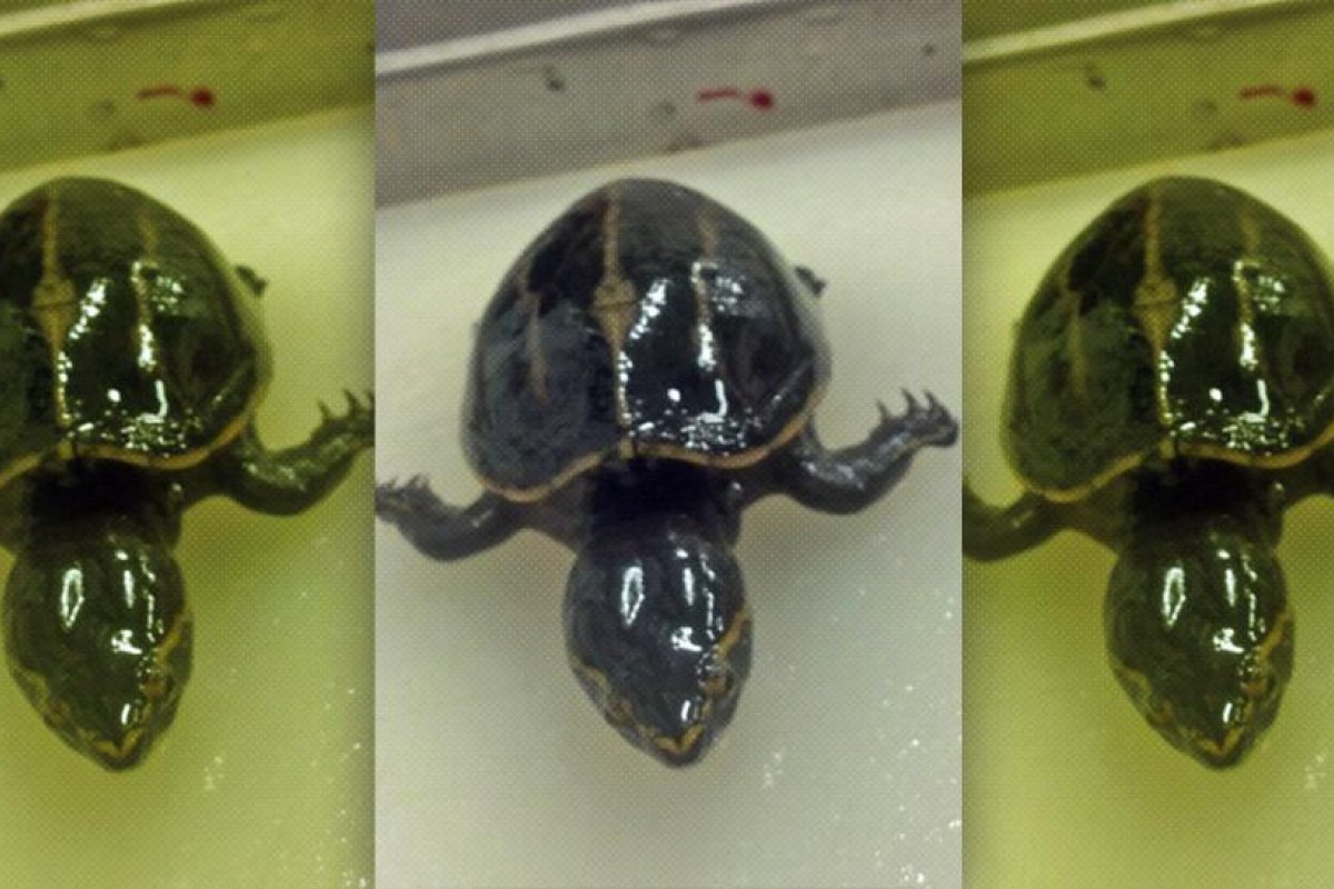 "Algo inesperado": Biólogos encuentran una tortuga viva en el estómago de un pez