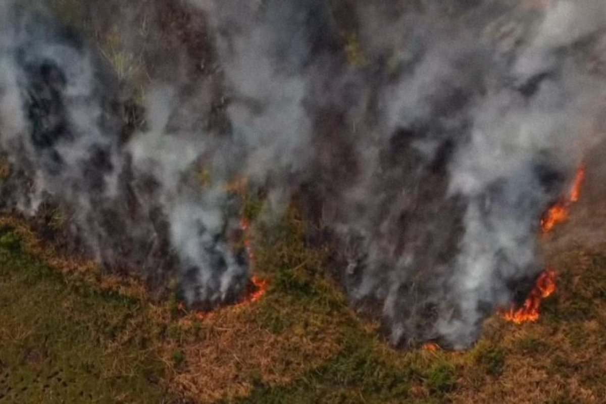 Animales quemados, 600.000 hectáreas destruidas y miles de damnificados: las imágenes que muestran el drama de los incendios forestales en Argentina