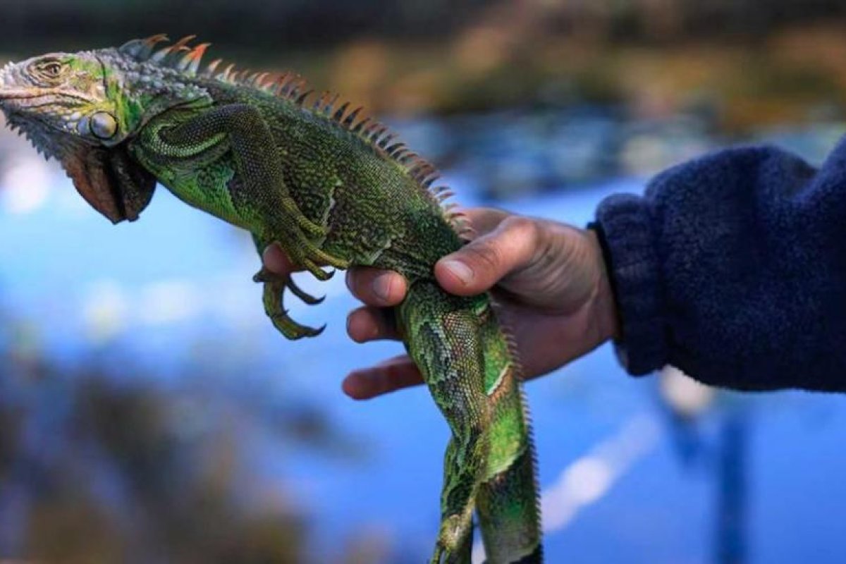 Impacto del Frío en Iguanas Invasoras de Florida: Un Análisis Detallado