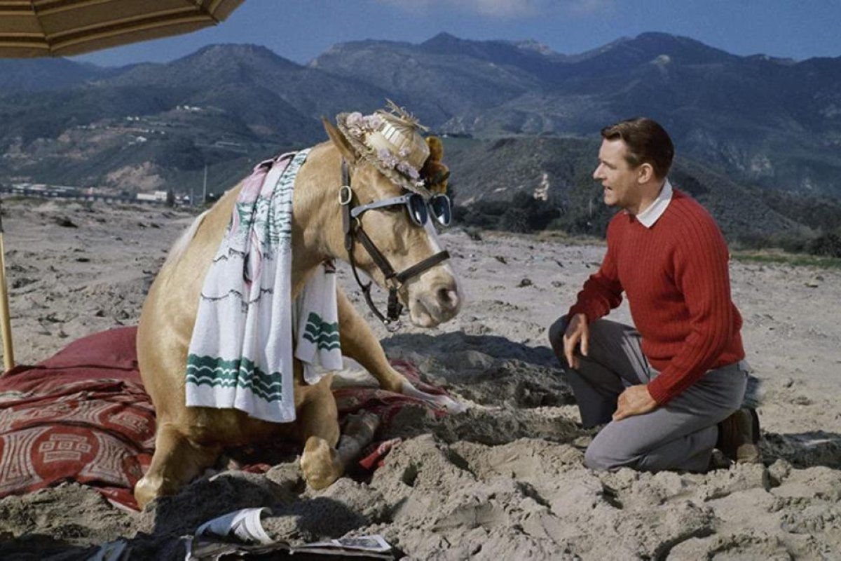 Mister Ed: mitos, satanismo y el secreto de cómo hablaba el caballo más famoso de la televisión