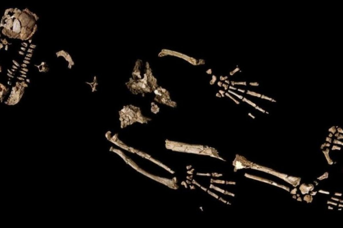 Los restos de un primate de hace 4,4 millones de años evidenciarían un 'salto evolutivo' hacia la fabricación de herramientas y el caminar erguido