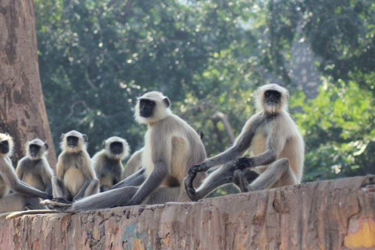 Encuentran muerta a una bebé de 8 días, después de que fuera robada por una manada de monos y dejada en una fosa en la India