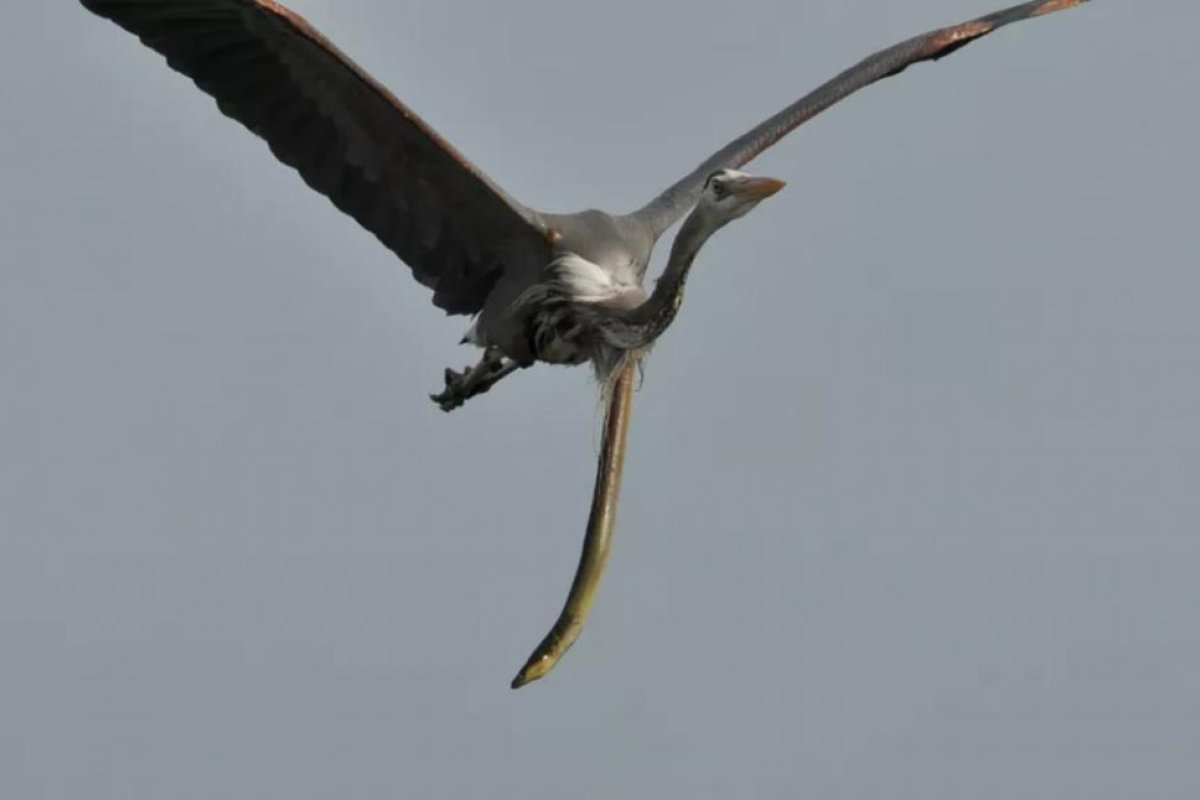 Sorprendente: una anguila atravesó la garganta de una garza luego de haber sido devorada