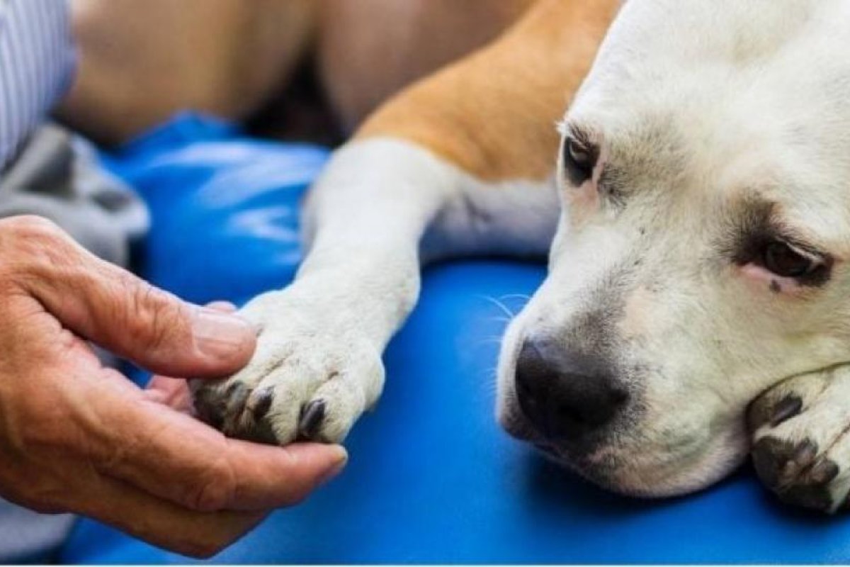 El asombroso papel de las mascotas en la detección de cambios en la salud