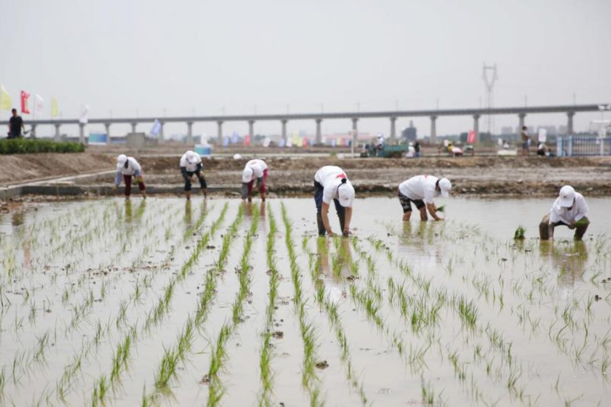 Avanza con éxito el plan de China para alimentar a 80 millones de personas con su "arroz de agua salada"