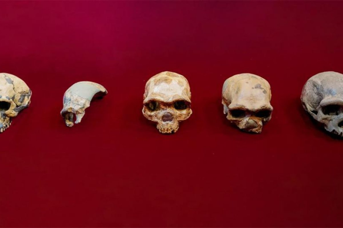 Hallan en China el cráneo del 'hombre dragón' de 140.000 años de antigüedad, que representa una nueva especie de homínido