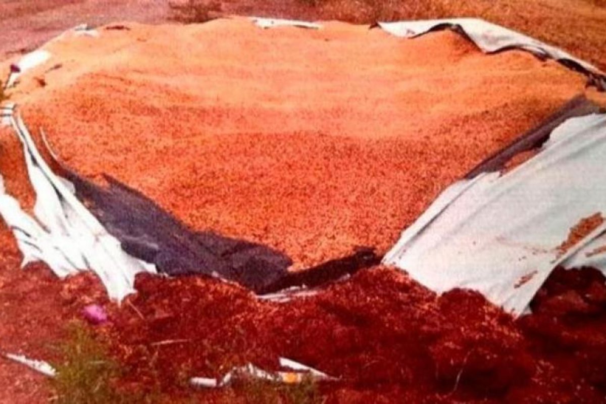 Buscan a banda que robó 170 toneladas de soja y 90 de maíz en Salta