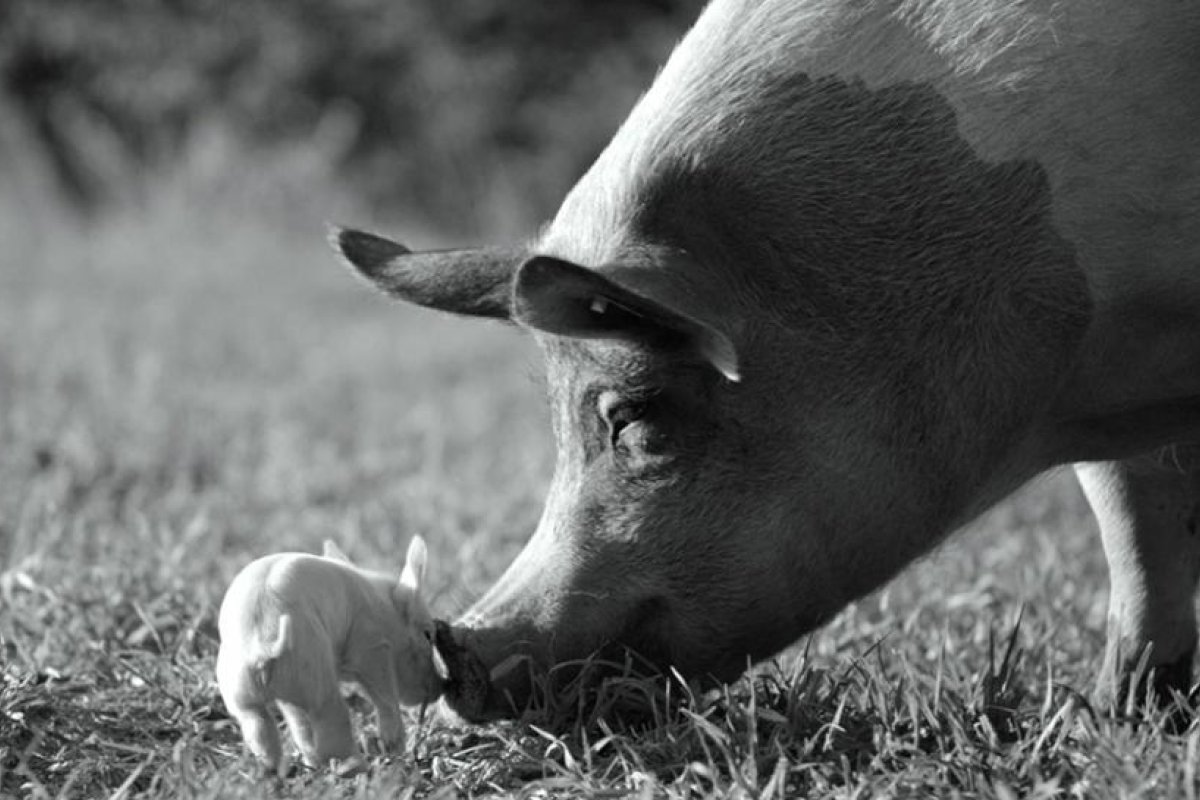 Un documental centrado en un cerdo es consagrado por el público