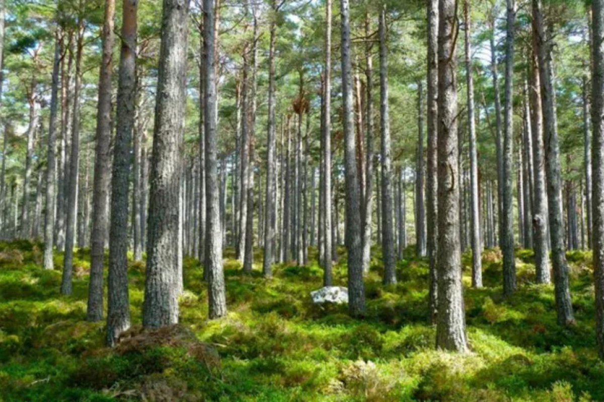 Día Nacional de la Conciencia Ambiental: la tragedia que dio origen a la fecha