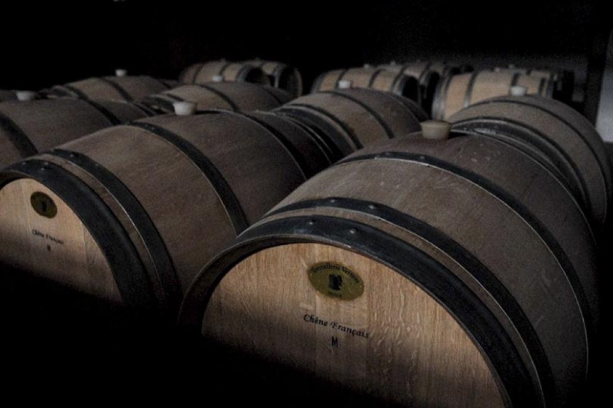 Crece la producción vitivinícola en el sur argentino, bajo el impulso de la marca Patagonia