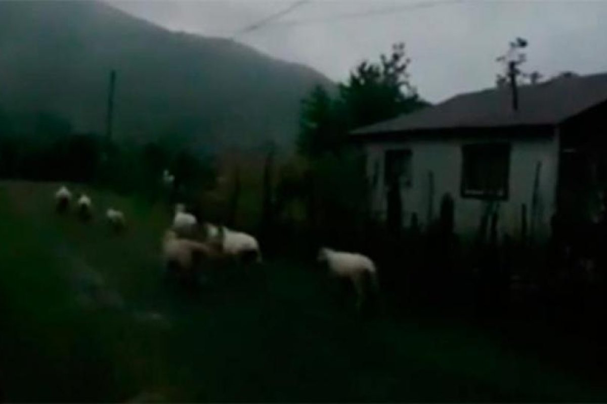Día cortito por el eclipse: rebaño de ovejas se fue a dormir pensando que era de noche