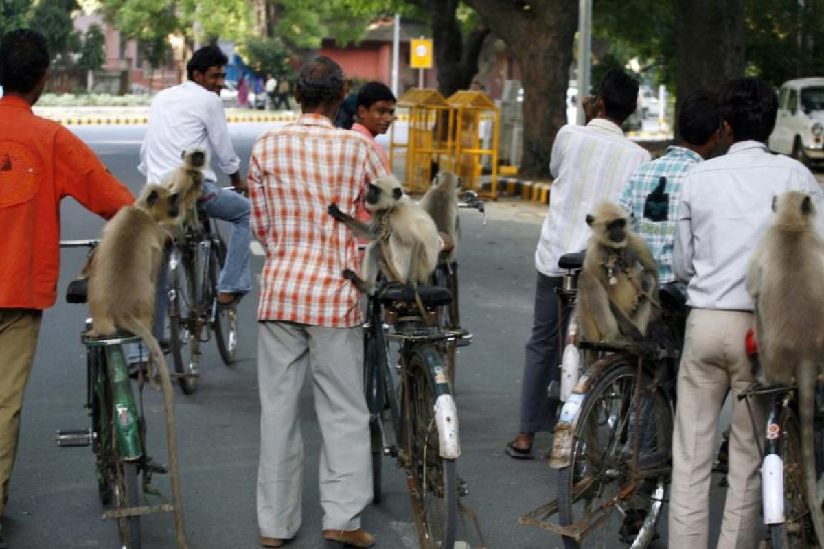 Arrestan a dos hombres en la India que usaban monos para robar a personas desprevenidas
