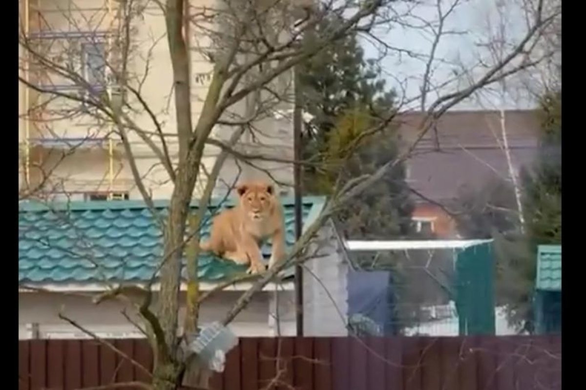 Salen a la calle y graban a una leona sobre un tejado en Rusia